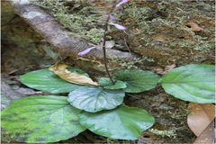 Gymnostachyum polyanthum